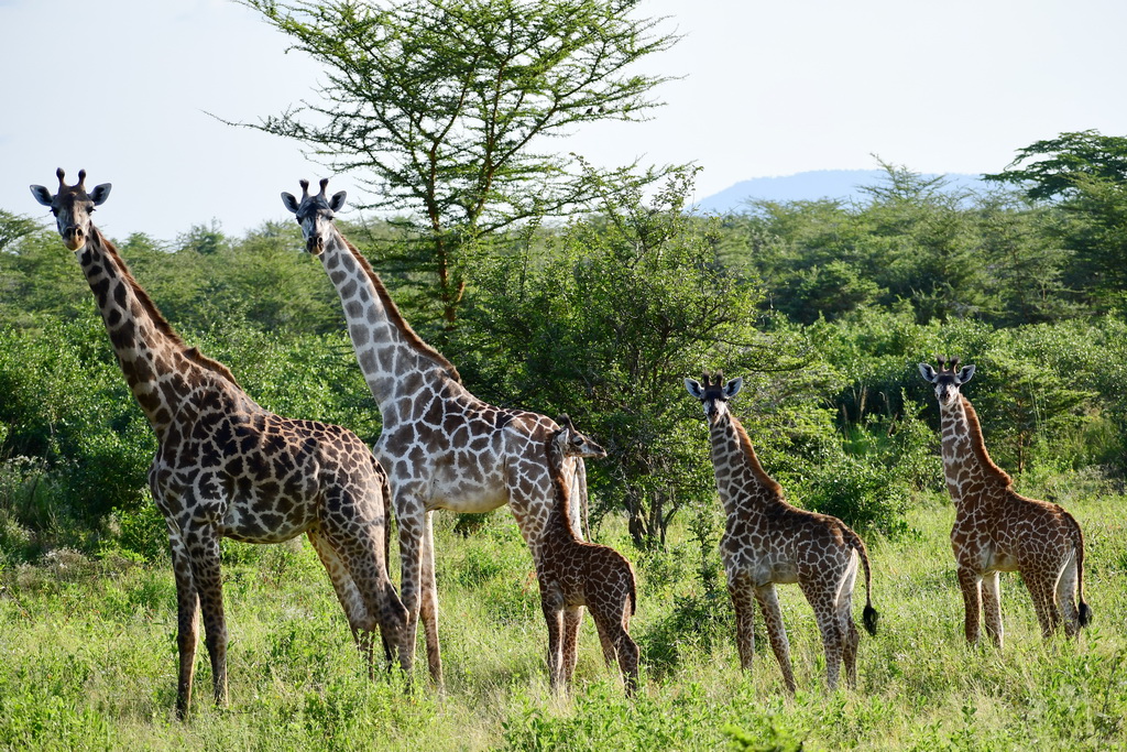 Selous NP